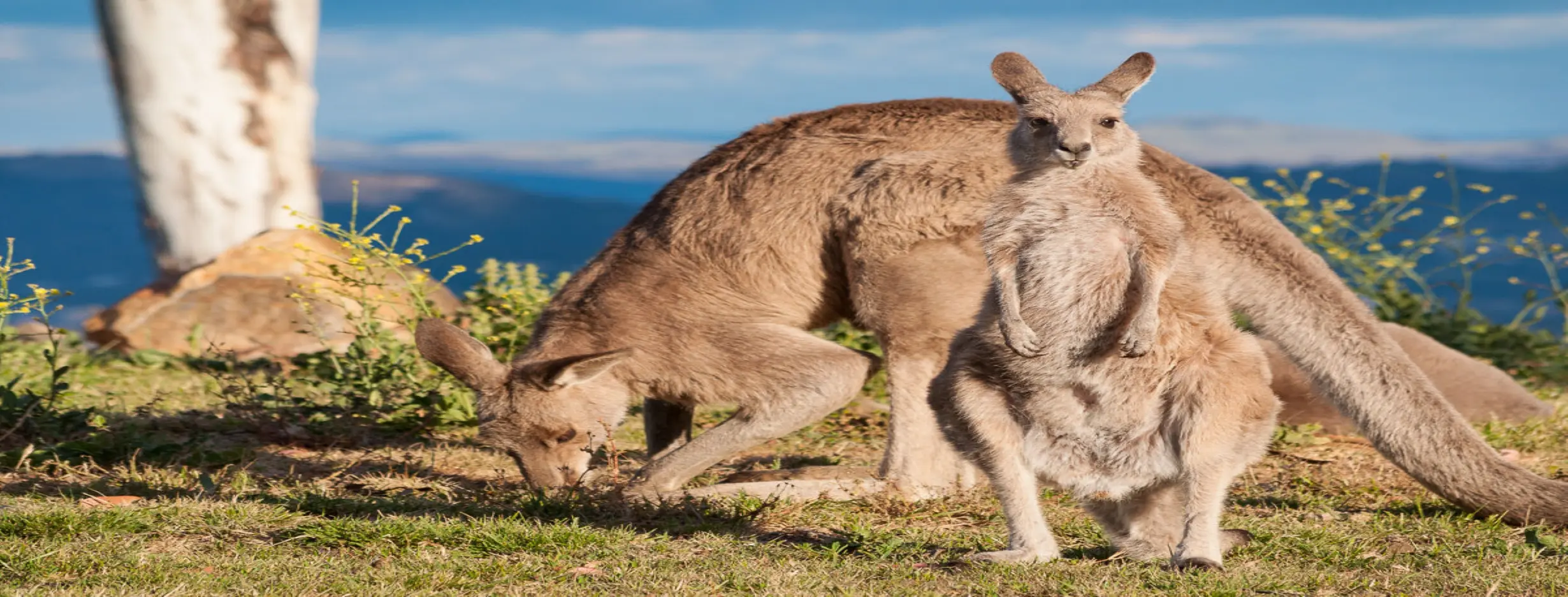 Image for Fauna Encounter
